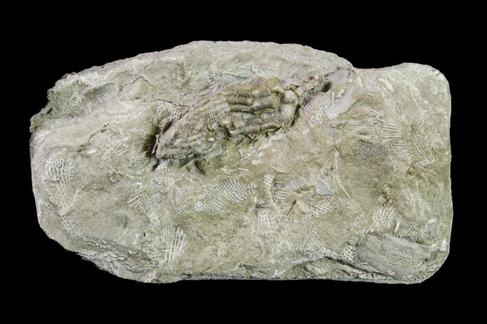 Fossil Crinoid - Keokuk Formation, Missouri #157195